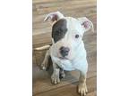 Reese, American Staffordshire Terrier For Adoption In Round Lake, Illinois