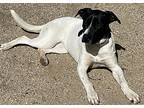 Sofie, Bull Terrier For Adoption In Encino, California