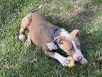 Buddie, American Pit Bull Terrier For Adoption In Cincinnati, Ohio