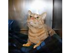 Kano, Domestic Shorthair For Adoption In Johnstown, Pennsylvania