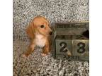 Dachshund Puppy for sale in Knoxville, TN, USA