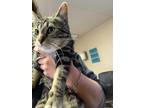 Whisper, Domestic Shorthair For Adoption In Justin, Texas