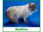 Madeline, Balinese For Adoption In Oak Ridge, Tennessee
