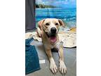 Chicago, Labrador Retriever For Adoption In Lafayette, Louisiana