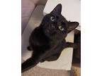 Bagheera, Domestic Shorthair For Adoption In Fremont, Ohio