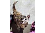 Gigi, Domestic Shorthair For Adoption In South Bend, Indiana