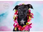 Myrcella, Labrador Retriever For Adoption In Tuscaloosa, Alabama