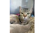 Cookie, Domestic Shorthair For Adoption In Mt Carmel, Illinois