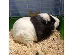 Oreo, Guinea Pig For Adoption In Bracebridge, Ontario