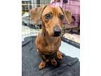 Molly, Dachshund For Adoption In Vallejo, California