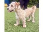 Baxter, Fox Terrier (smooth) For Adoption In Vallejo, California