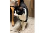 Tippy, Domestic Shorthair For Adoption In Wausau, Wisconsin