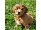 Boy 3 Mini Goldendoodle