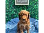 Miniature Labradoodle Puppy for sale in Lakeland, FL, USA