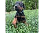 Doberman puppies