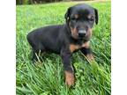 Doberman Pinscher Puppy for sale in Walnut Cove, NC, USA