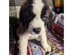 Saint Bernard Puppy for sale in New Gloucester, ME, USA