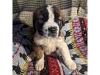 Saint Bernard Puppy for sale in New Gloucester, ME, USA