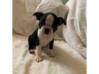 Boston Terrier Puppy for sale in Stratford, OK, USA