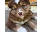 Australian Shepherd Puppy for sale in Winston Salem, NC, USA