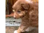 Australian Shepherd Puppy for sale in Winston Salem, NC, USA