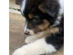 Australian Shepherd Puppy for sale in Winston Salem, NC, USA