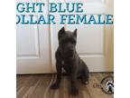 Cane Corso Puppy for sale in Apple Valley, CA, USA