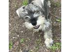 Schnauzer (Miniature) Puppy for sale in Middlesex, NC, USA