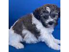 Havachon Puppy for sale in Claypool, IN, USA