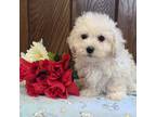 Maltipoo Puppy for sale in Shippensburg, PA, USA