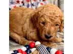 F2B Goldendoodle White collar