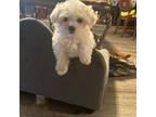 Maltese Puppy for sale in Amity, AR, USA