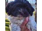 Havanese Puppy for sale in Norwood Young America, MN, USA