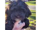 Havanese Puppy for sale in Norwood Young America, MN, USA