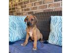 Rhodesian Ridgeback Puppy for sale in Gaffney, SC, USA