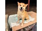 Shiba Inu Puppy for sale in Apple Valley, CA, USA