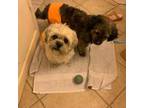 Lhasa Apso Puppy for sale in Apple Valley, CA, USA