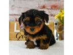 Yorkshire Terrier Puppy for sale in West Point, IA, USA