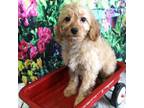 Cavapoo Puppy for sale in Scales Mound, IL, USA