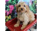 Cavapoo Puppy for sale in Scales Mound, IL, USA