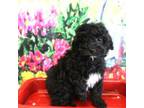 Cavapoo Puppy for sale in Scales Mound, IL, USA