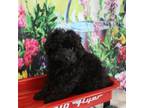 Cavapoo Puppy for sale in Scales Mound, IL, USA