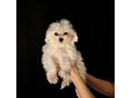 Maltese (Chipped)