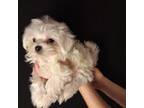 Toy Maltese (Chipped)
