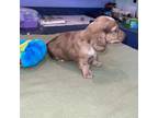 Dachshund Puppy for sale in Leesburg, NJ, USA
