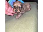 Dachshund Puppy for sale in Leesburg, NJ, USA