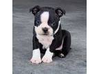 Boston Terrier Puppy for sale in Montgomery, IN, USA