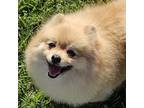 Pomeranian Puppy for sale in Lyford, TX, USA