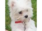 Maltese Puppy for sale in Grovespring, MO, USA
