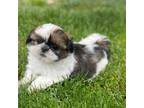 Shih Tzu Puppy for sale in Canton, OH, USA